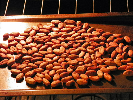 roasted cacao beans