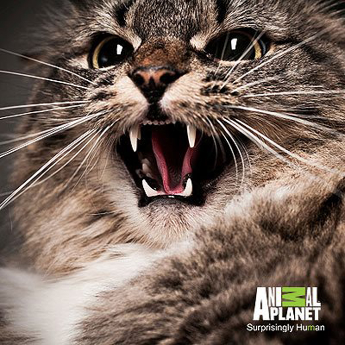 Animal Planet's My Cat From Hell