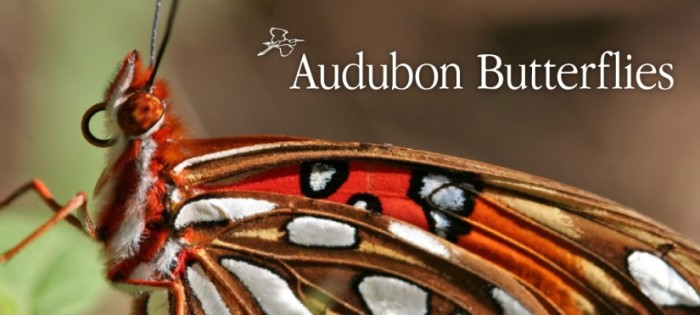 Audubon Butterflies