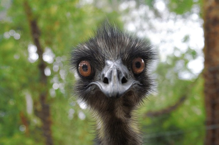 Ernie the Emu