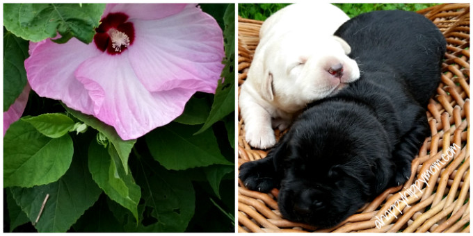 puppies and flowers