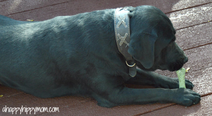 Black English Lab