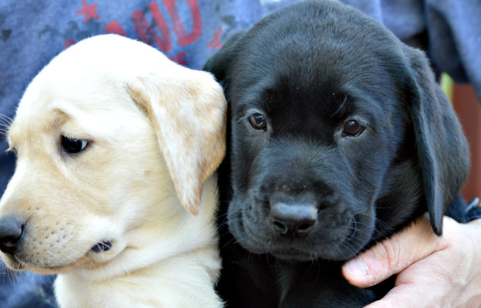 english lab puppies