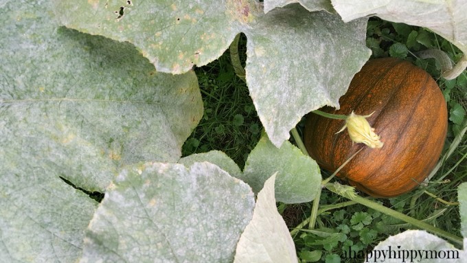 pumpkin patch