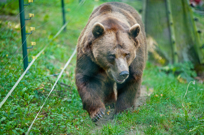 brown bear 