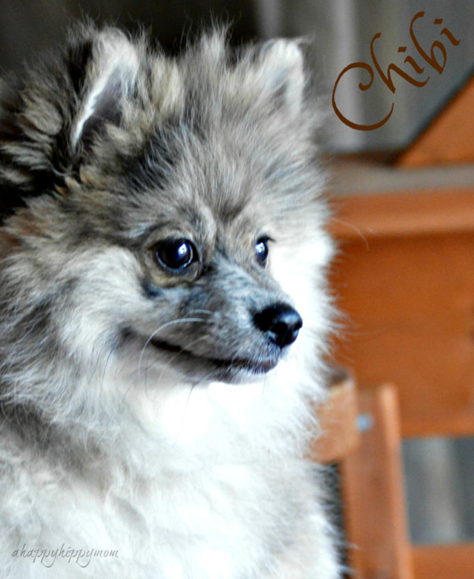 merle pomeranian