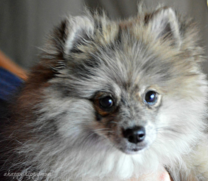 merle pomeranian puppy