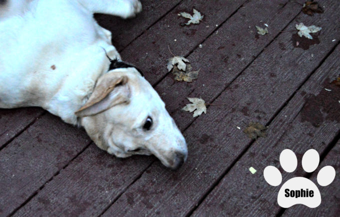 Purebred English Lab