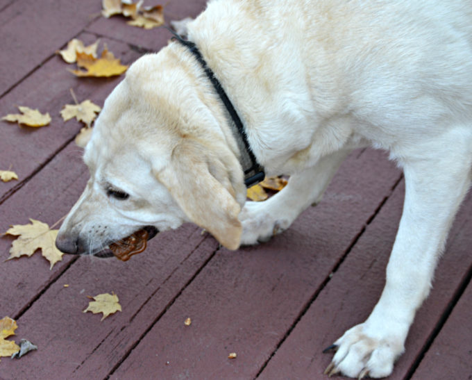 sophie-and-smartbones