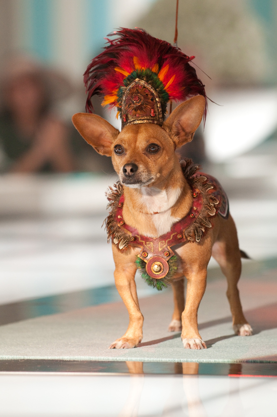 Beverly Hills Chihuahua 2 Blu Ray Dvd Combo Pack Review Free Activities Giveaway A Happy Hippy Mom - beverly hills chihuahuas chihuahua full song roblox id