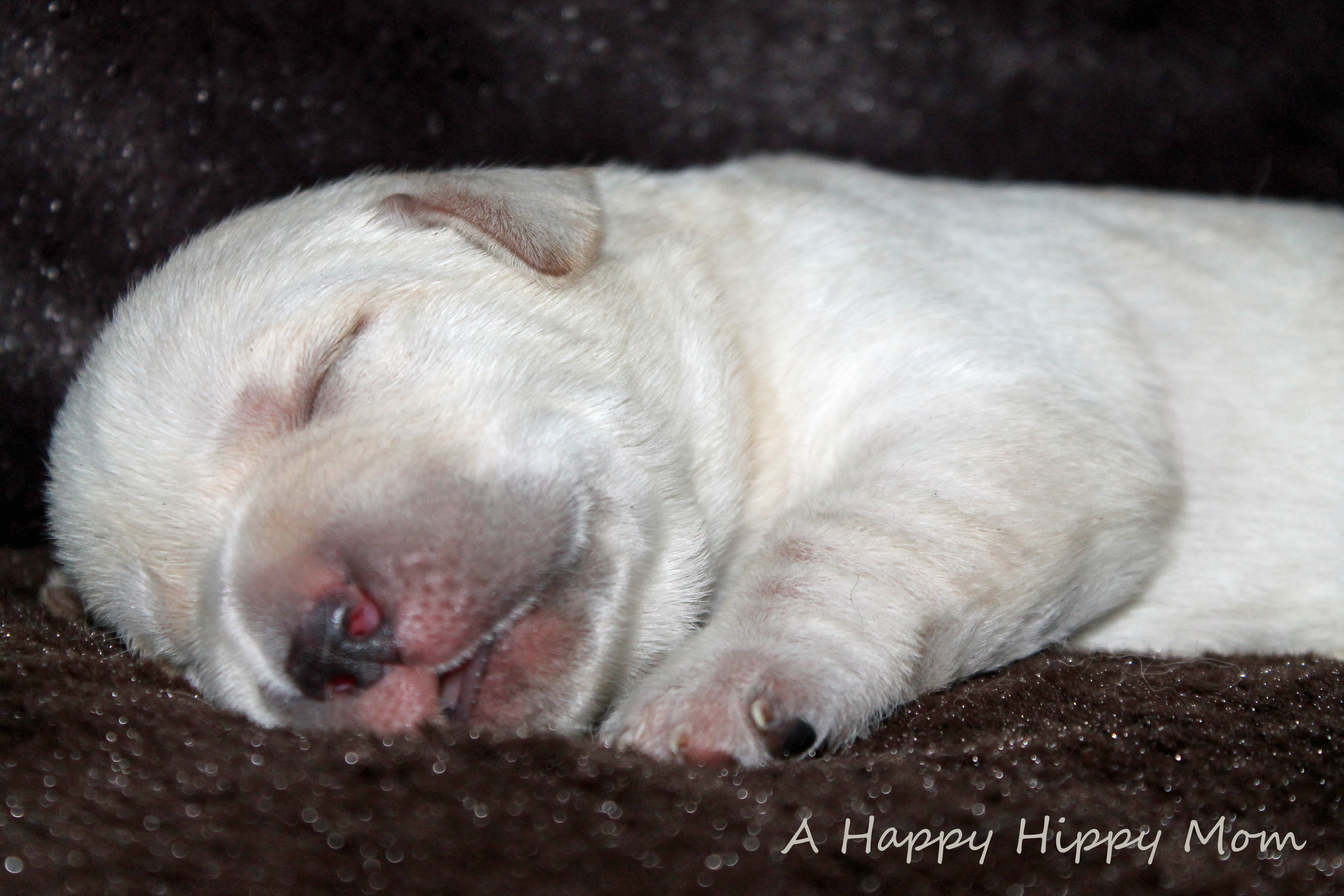 1 week old lab puppy