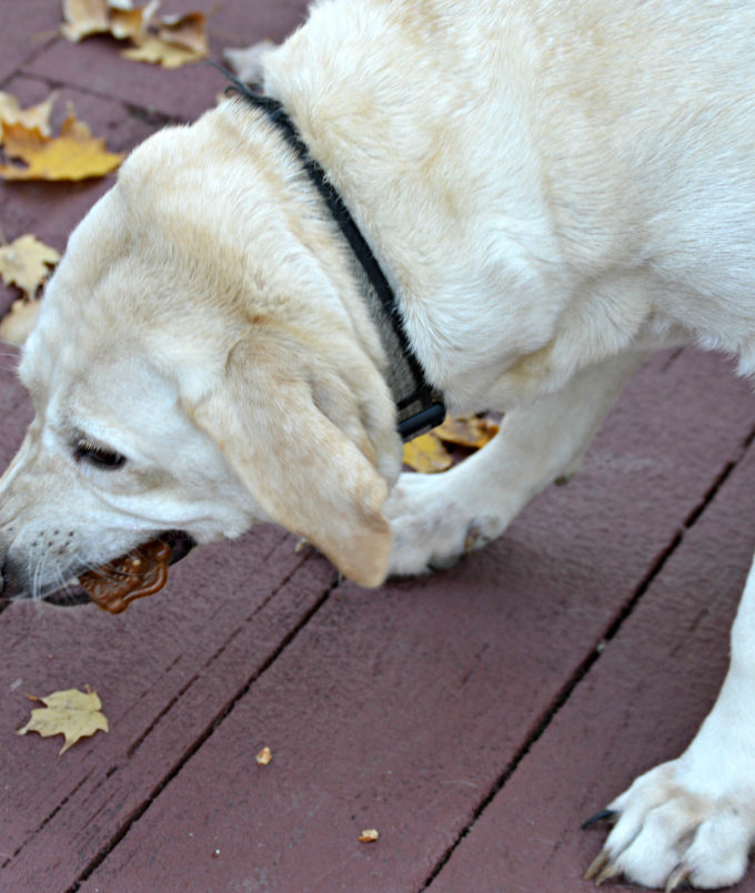 sophie-and-smartbones