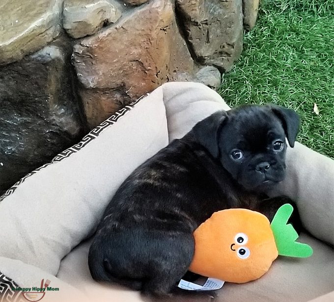 Frenchie-pug-frug