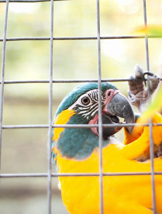 parrot