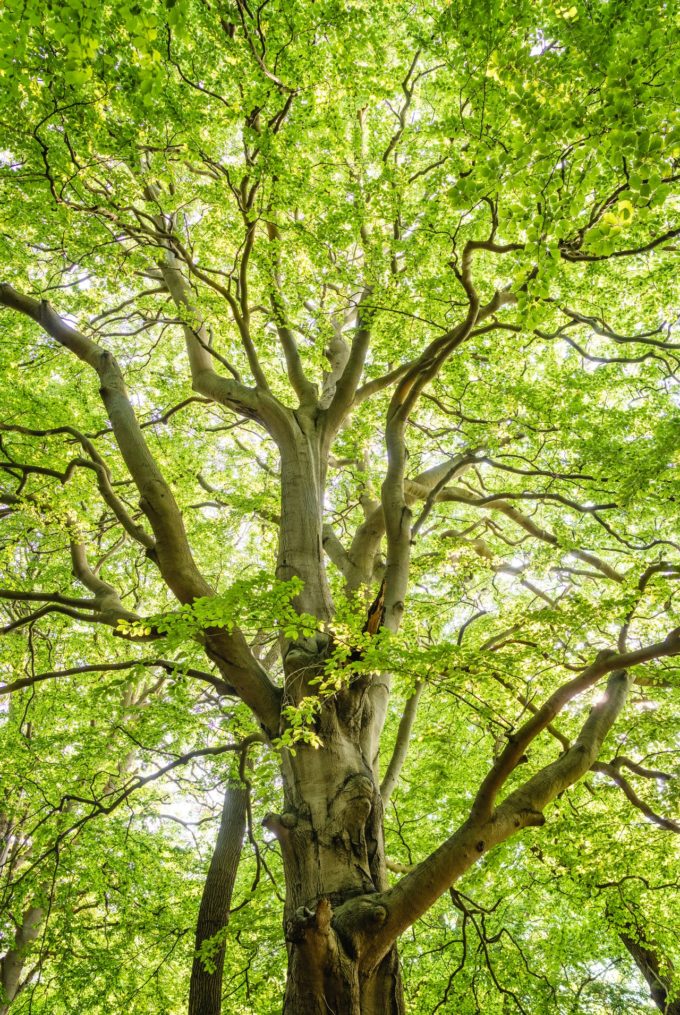 arborist