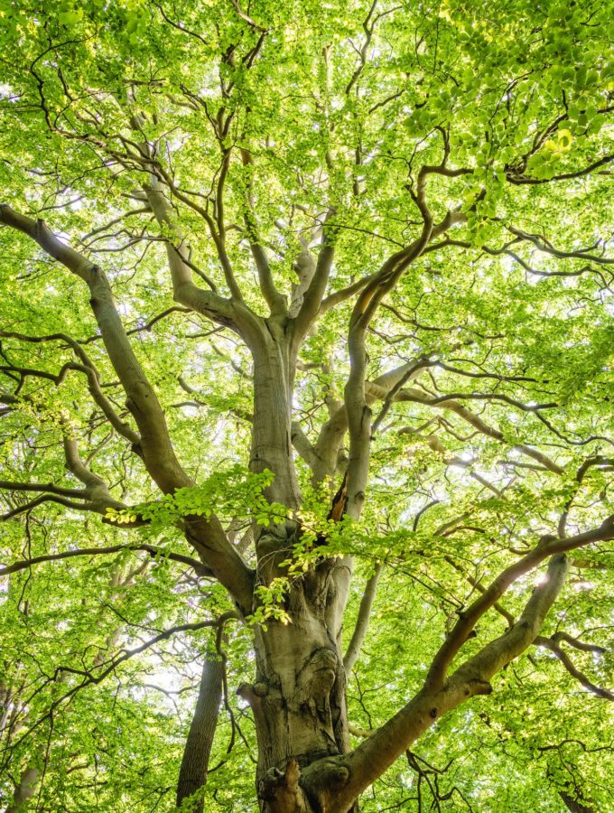 arborist