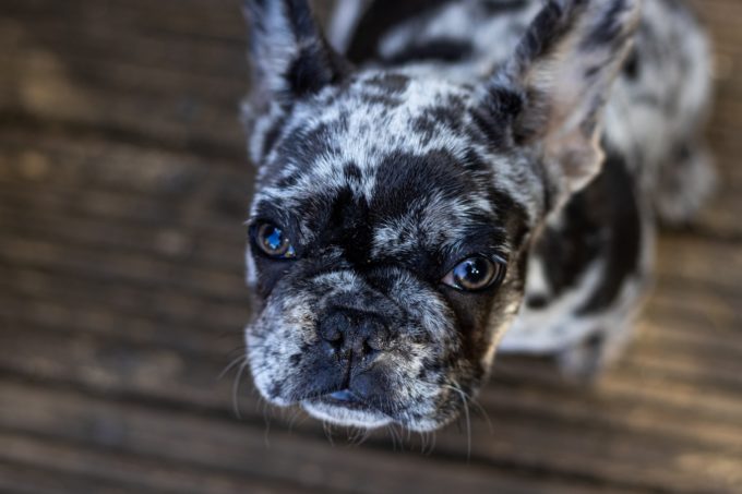 pet dog frenchie