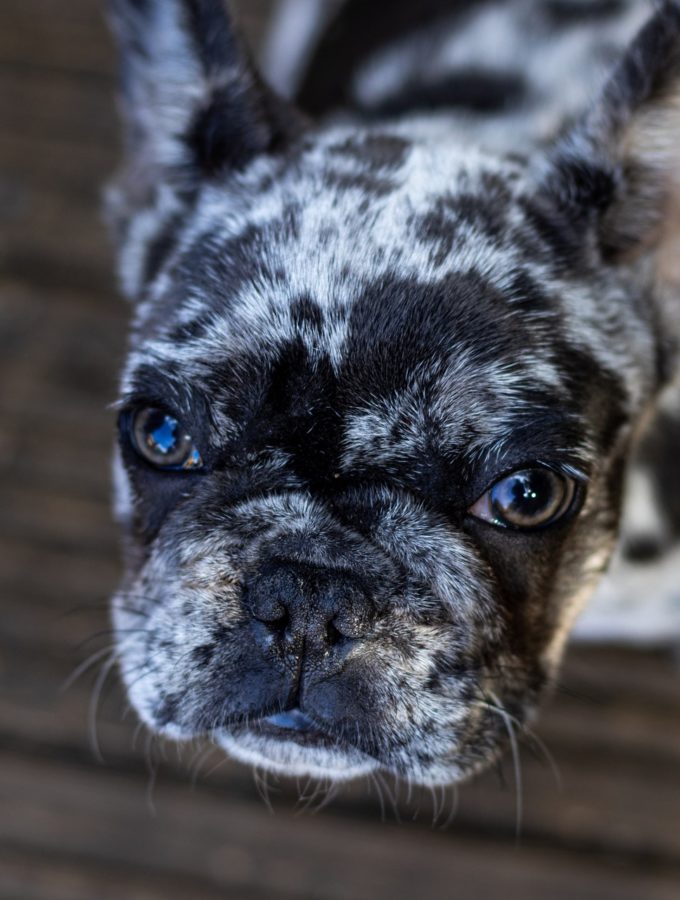 pet-dog-frenchie