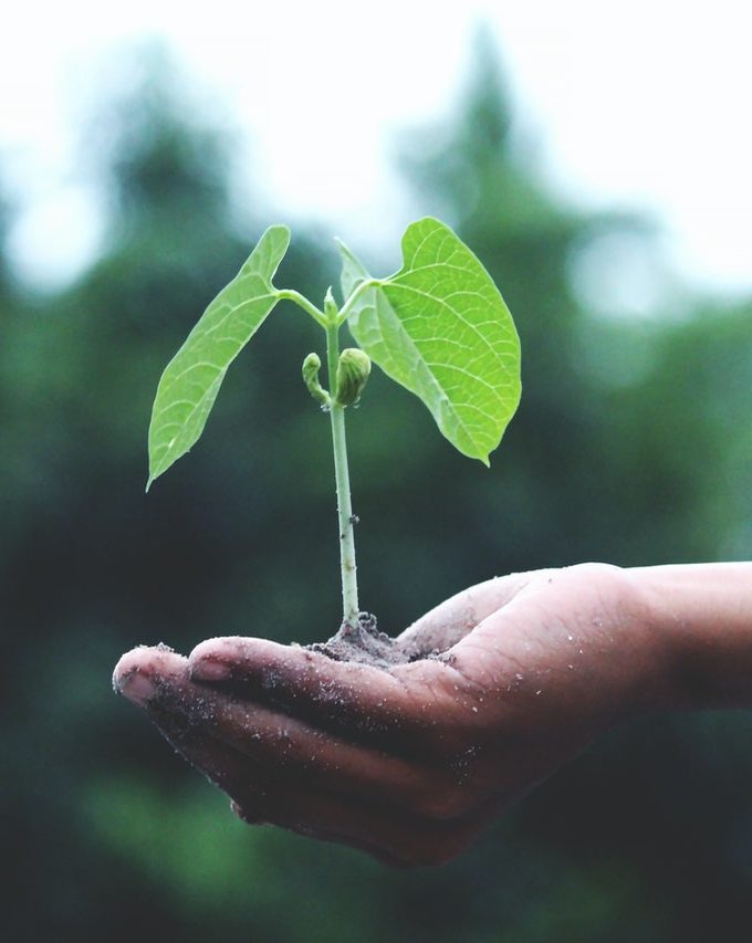 plant-growing-from-hand