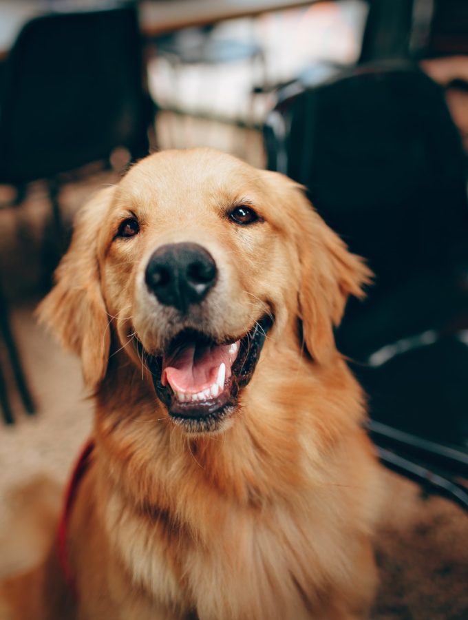 Golden-Retriever