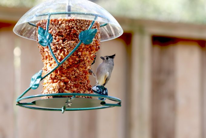 bird feeder