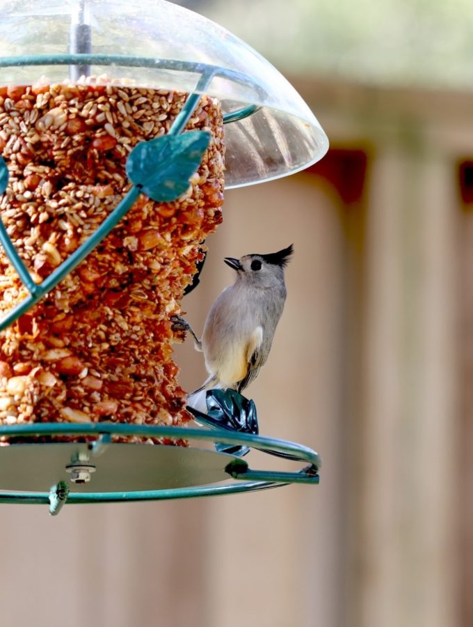 bird feeder