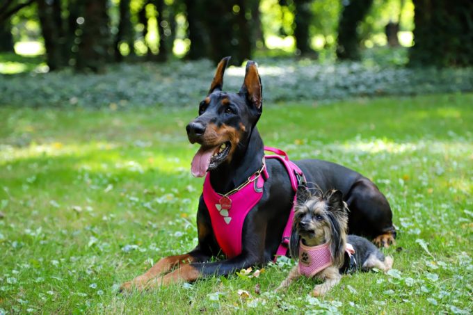 dog harness