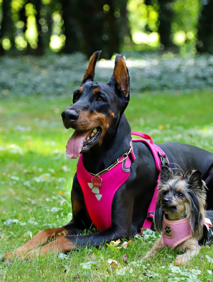 dog harness