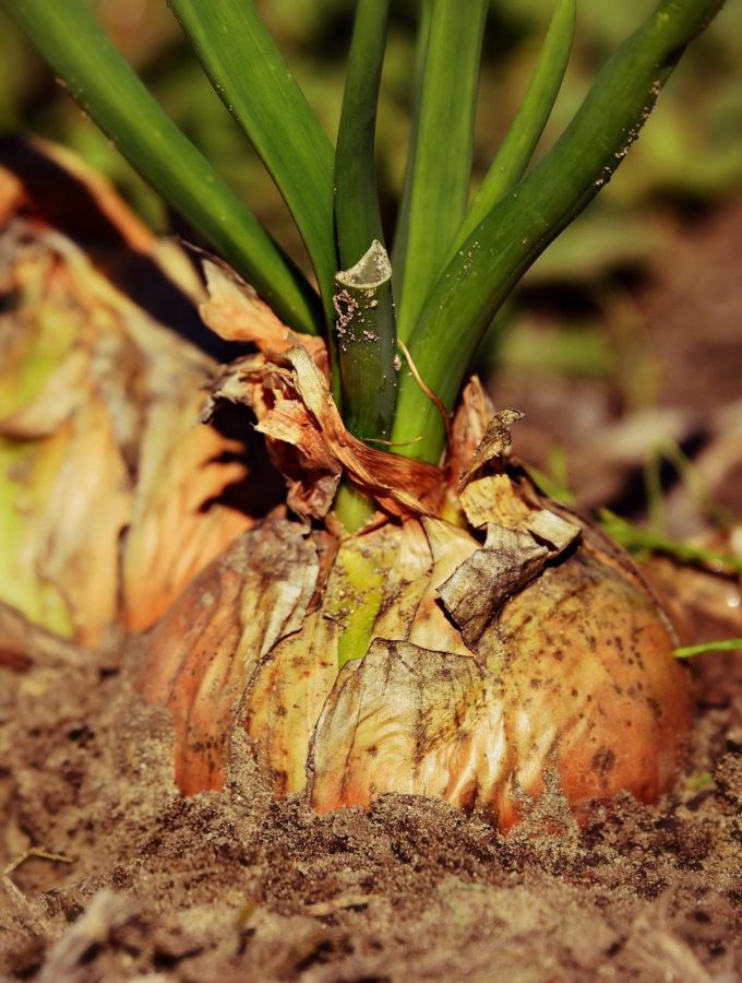 exposed roots