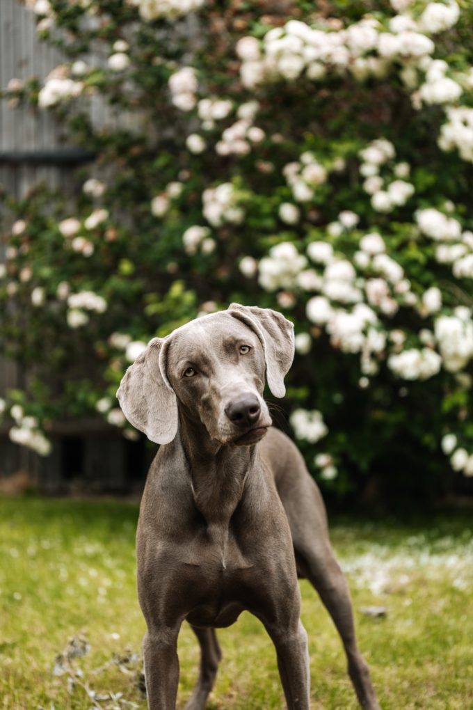 pet boarding service