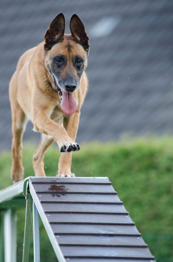 training an older dog