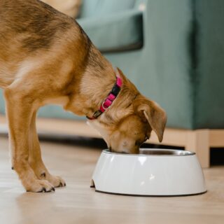 modern-dog-bowl