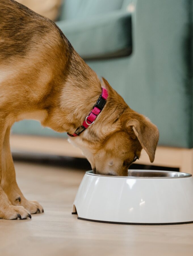 modern-dog-bowl