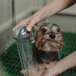 dog grooming