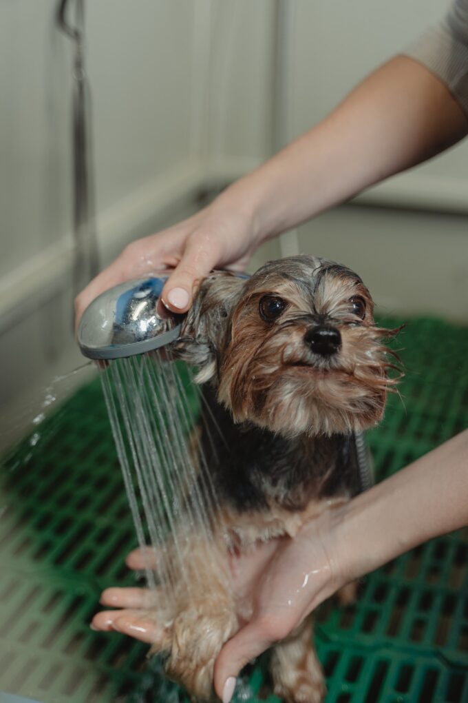 dog grooming