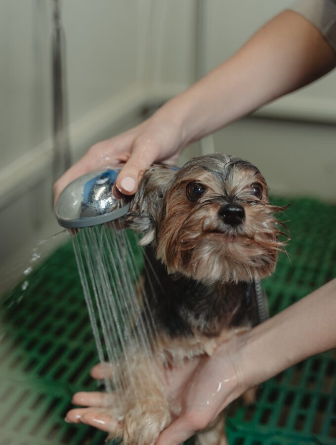 dog grooming