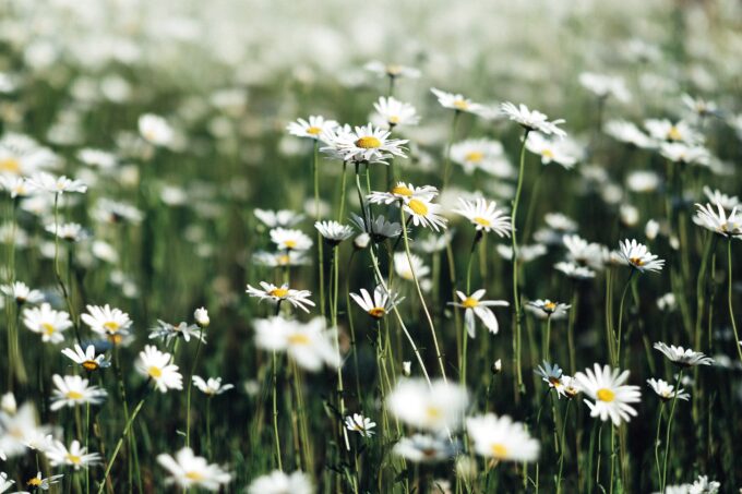 garden white daisy
