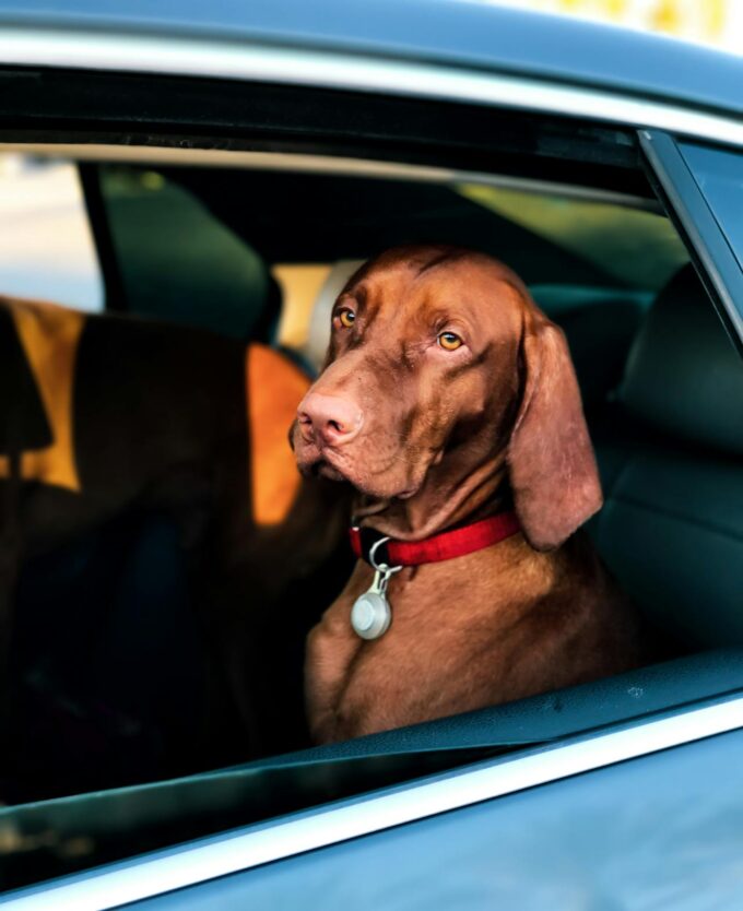 boarding facility for dog